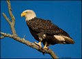 _1SB8433 american bald eagle